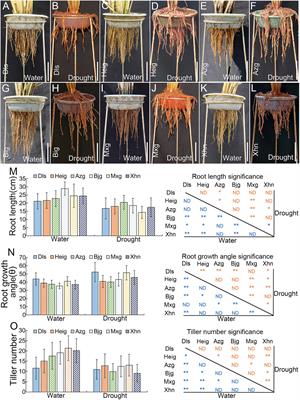 Characteristics of members of IGT family genes in controlling rice <mark class="highlighted">root system architecture</mark> and tiller development